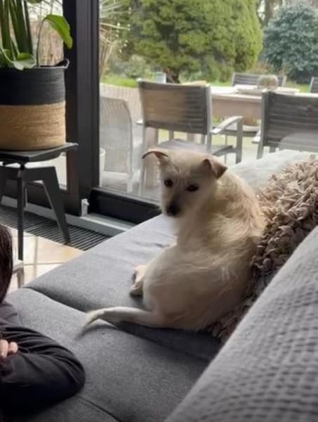 Aktives Zuhause mit viel kuscheln