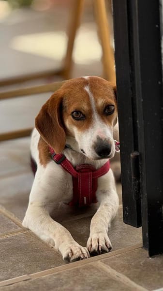 Zauberhafte Afon sucht Familienanschluss