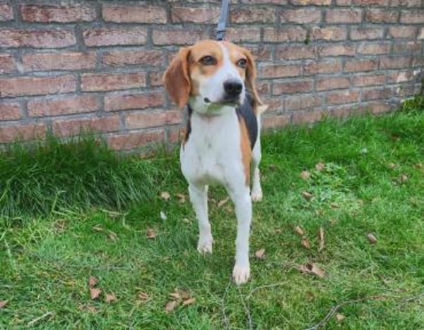 Zauberhafte Afon sucht Familienanschluss