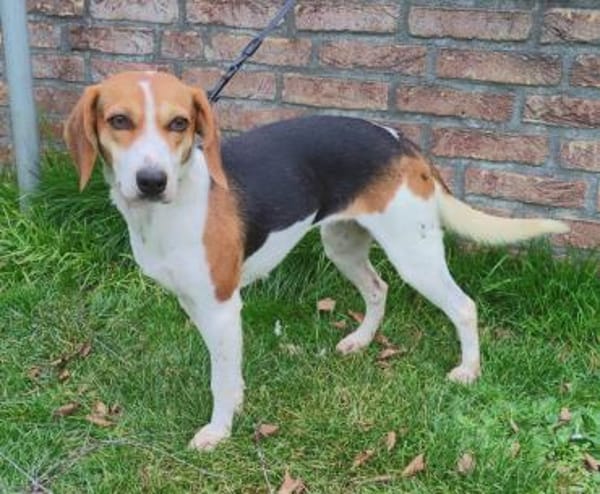 Zauberhafte Afon sucht Familienanschluss