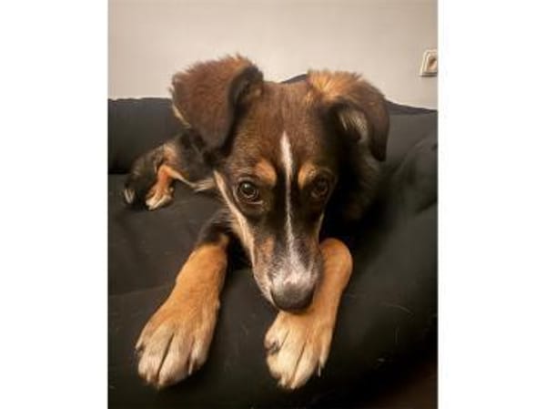 Maggie . wartet in 53757 Sankt Augustin