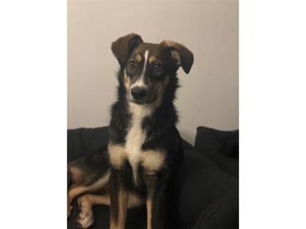 Maggie . wartet in 53757 Sankt Augustin