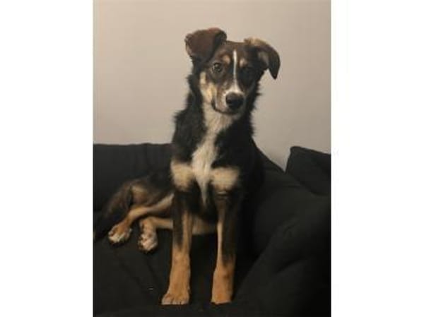 Maggie . wartet in 53757 Sankt Augustin