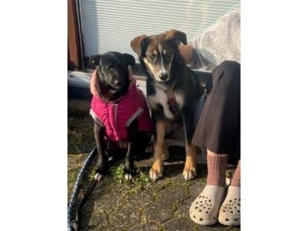 Maggie . wartet in 53757 Sankt Augustin