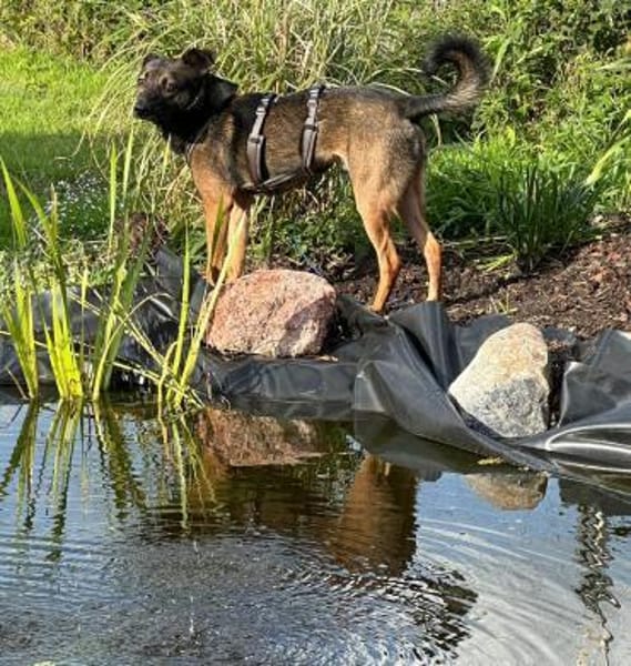 Ozzy kleiner Jungrüde