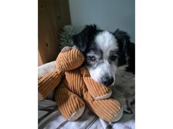 Mathi - wartet in 68753 Waghäusel