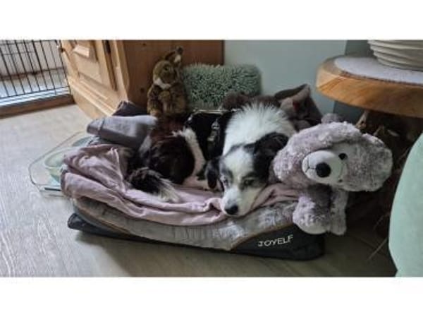 Mathi - wartet in 68753 Waghäusel