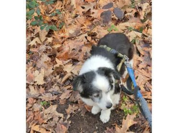 Mathi - wartet in 68753 Waghäusel