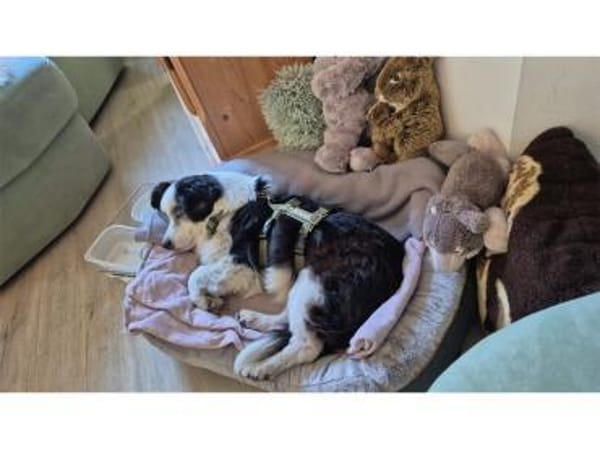 Mathi - wartet in 68753 Waghäusel