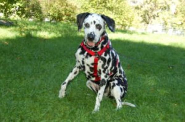 JOSY DA - bildhübsche Dalmatinerdame