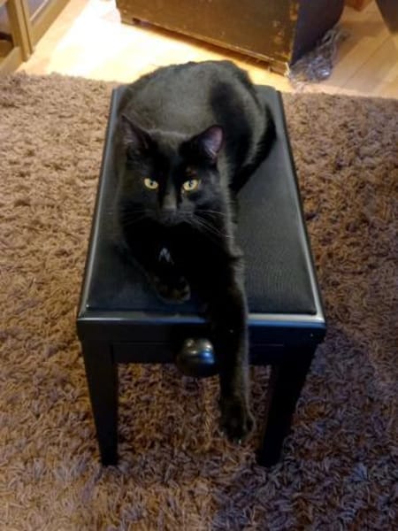 DIESEL möchte wieder durchstarten