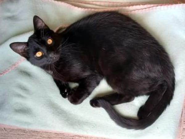 DIESEL möchte wieder durchstarten