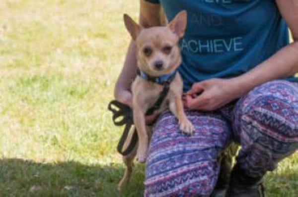 MADITA - zuckersüßes Hundemädchen