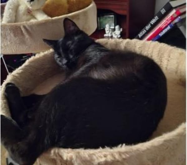 Süßer Einzelprinz sucht dich