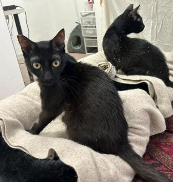 Süßer Einzelprinz sucht dich