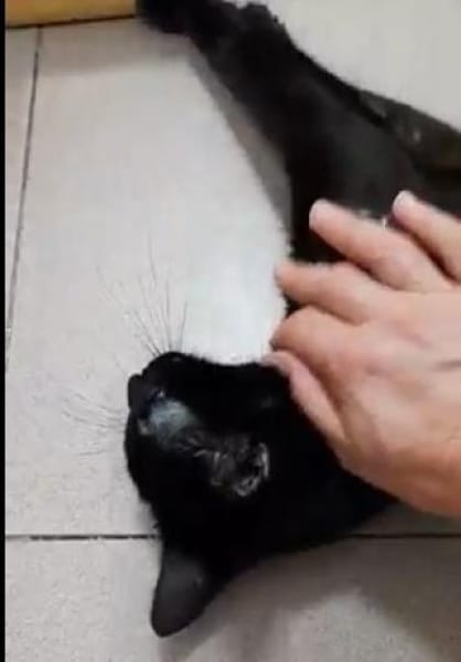 Süßer Einzelprinz sucht dich