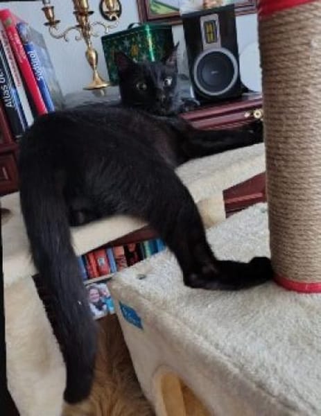 Süßer Einzelprinz sucht dich