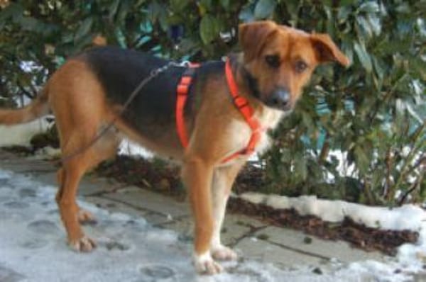 FRÄULEIN MOCCA- supertolles Hundemädchen