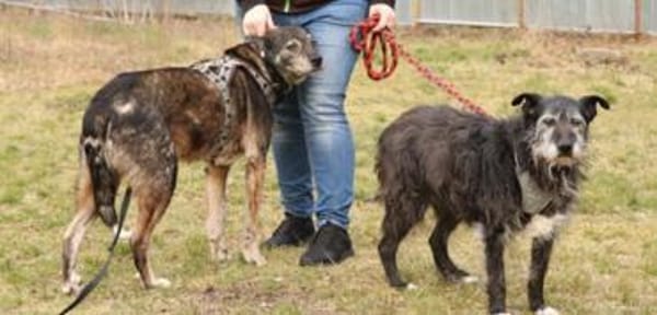 Buck, sanfter, ruhiger Rüde