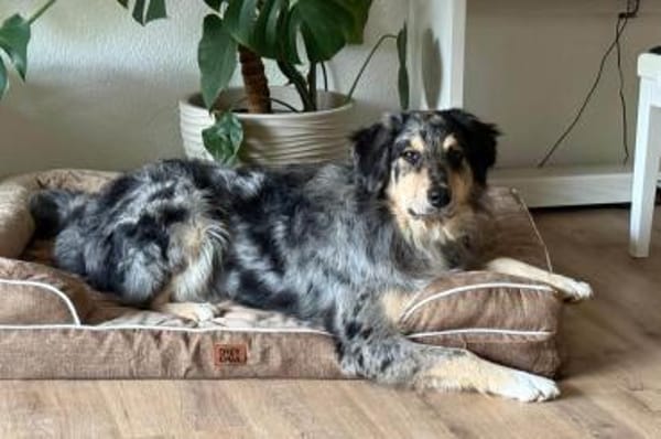 Jungrüde♥BALU♥sanft,schmusig 59174 Kamen