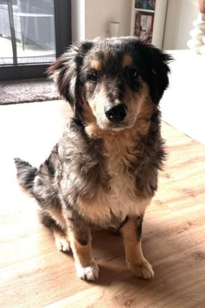 Jungrüde♥BALU♥sanft,schmusig 59174 Kamen