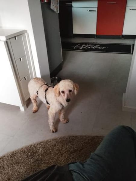 Szilva, liebes Pudelmädchen geb. 2023