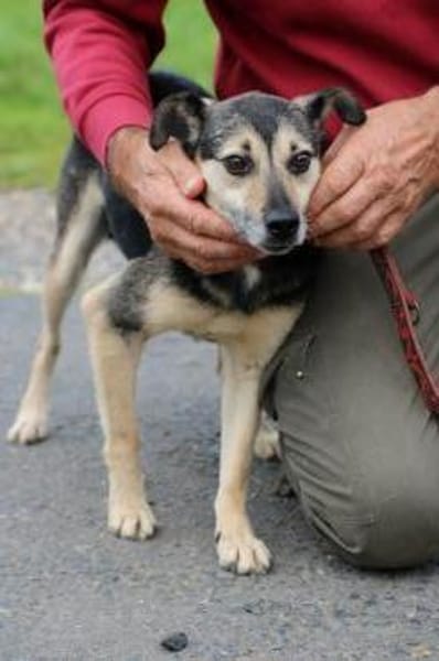 NASRI - liebevolles Zuhause gesucht!