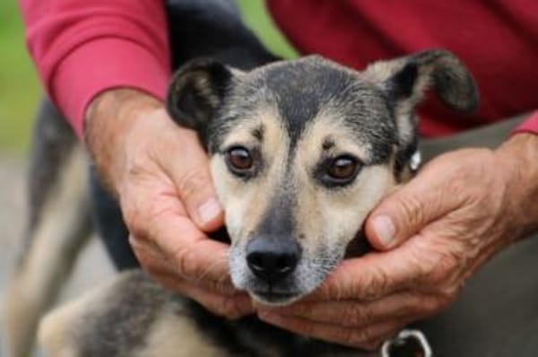 NASRI - liebevolles Zuhause gesucht!