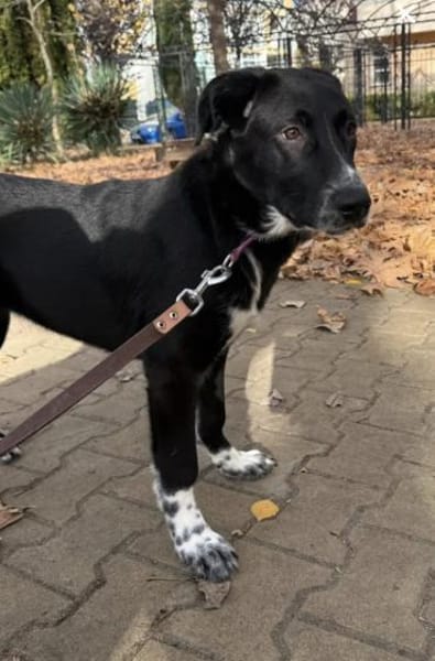 Unkomplizierte Traumhündin Zoja sucht