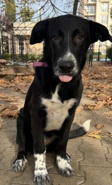 Unkomplizierte Traumhündin Zoja sucht