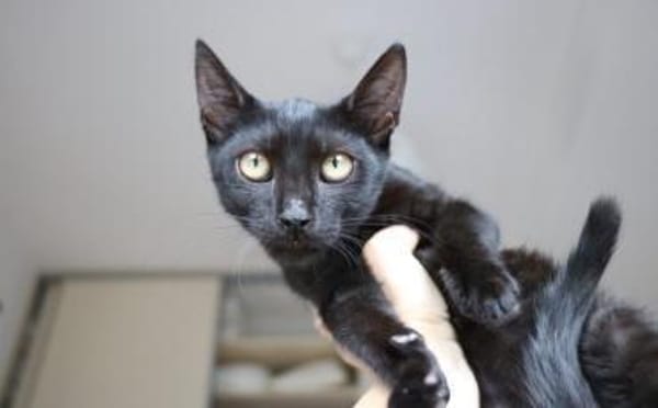 Nashi ist berei für ein neues Leben