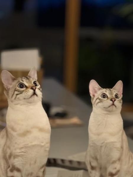 TAJO und KALEA, m+w, kastr.