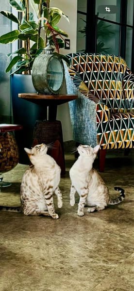 TAJO und KALEA, m+w, kastr.