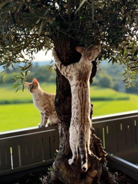 TAJO und KALEA, m+w, kastr.