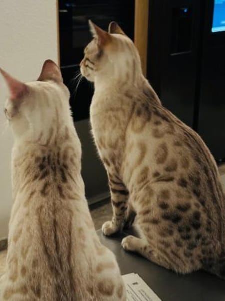 TAJO und KALEA, m+w, kastr.