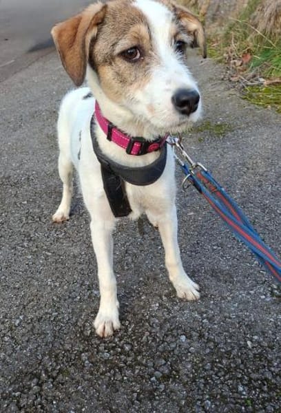 Parson Russel Mix Lilly