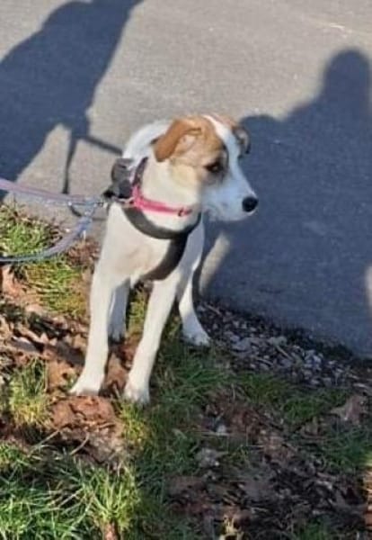 Parson Russel Mix Lilly