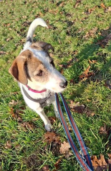 Parson Russel Mix Lilly