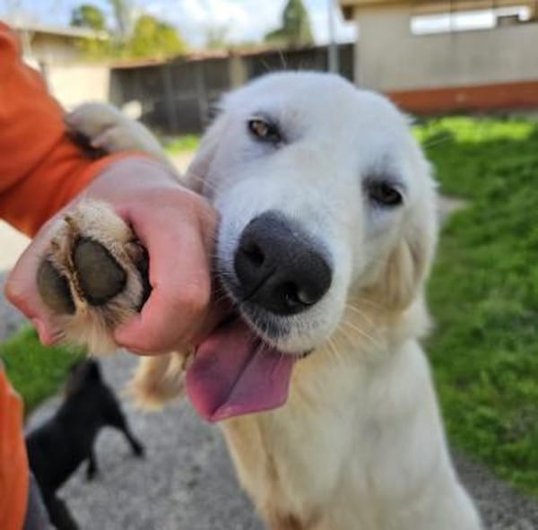 Yellow in der Tierherberge Donzdorf