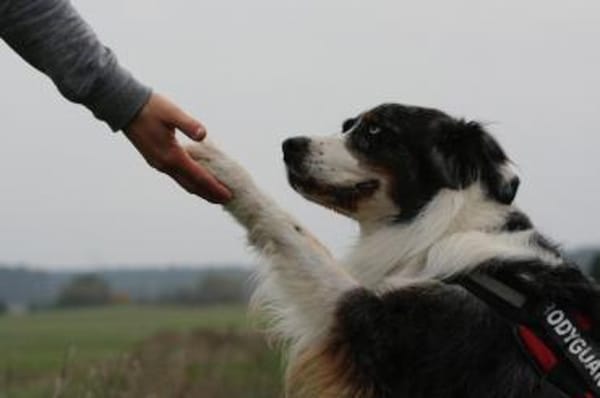 Balou su. erfahrene Besitzer