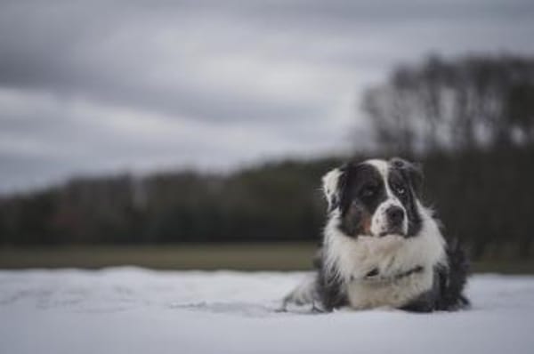 Balou su. erfahrene Besitzer