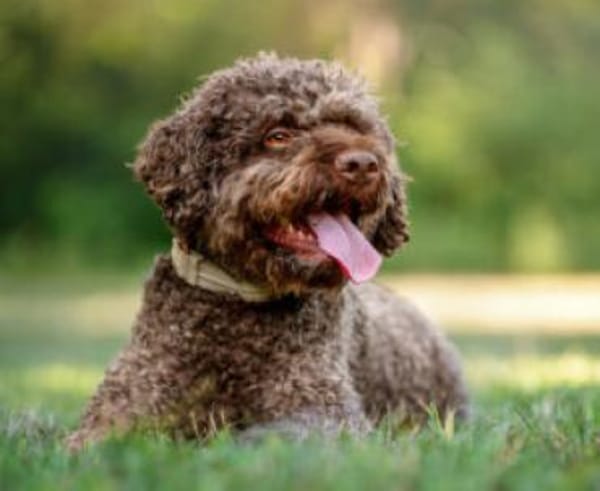 LA-CODY-dufter Typ sucht ruhiges Zuhause