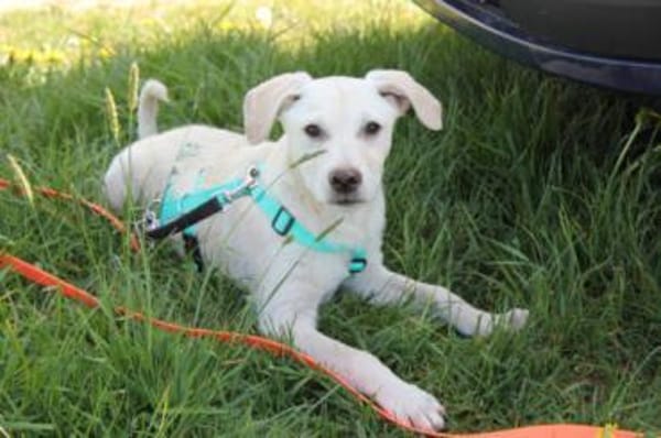 Steven auf Pflegestelle in Bayern