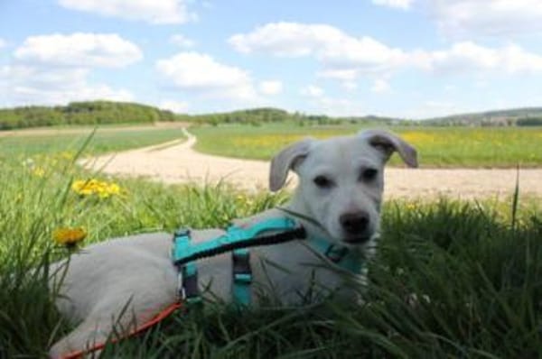 Steven auf Pflegestelle in Bayern
