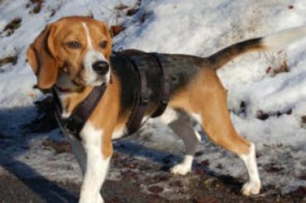 ARCHIE BOY - goldiger Beagle-Bub