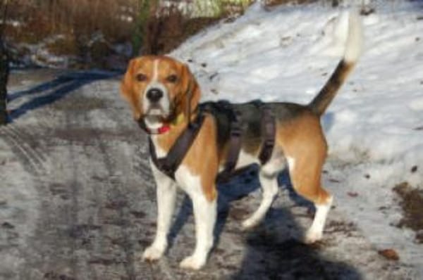 ARCHIE BOY - goldiger Beagle-Bub