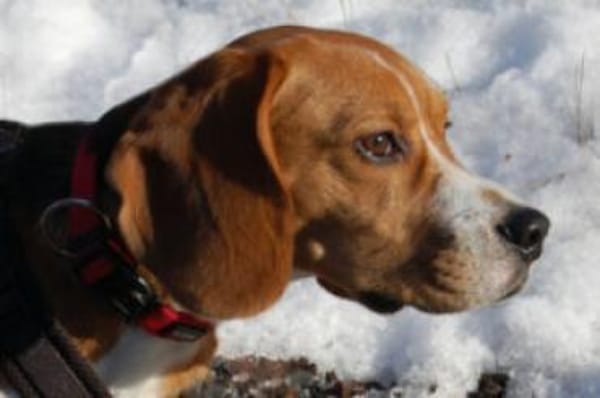 ARCHIE BOY - goldiger Beagle-Bub