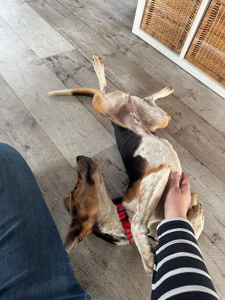 Lola lebensfrohe Spürnase