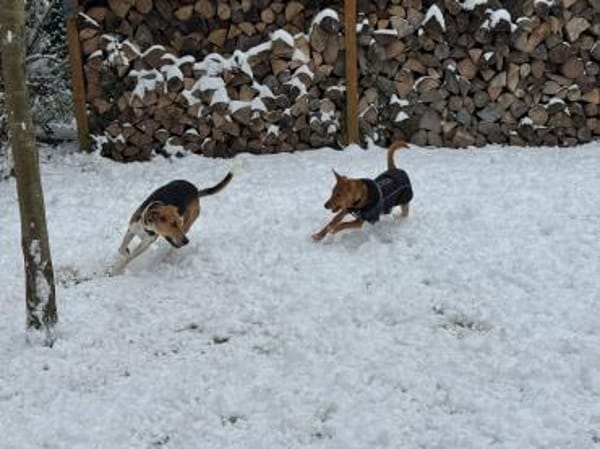 Lola lebensfrohe Spürnase