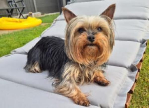 NOLLY - anhänglich&sehr verschmust